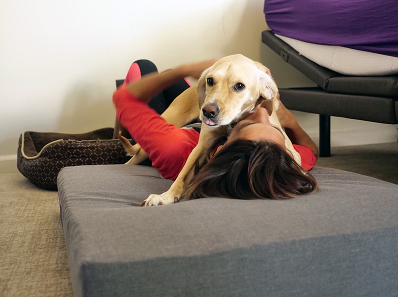 rana fits on rider's purple pet bed